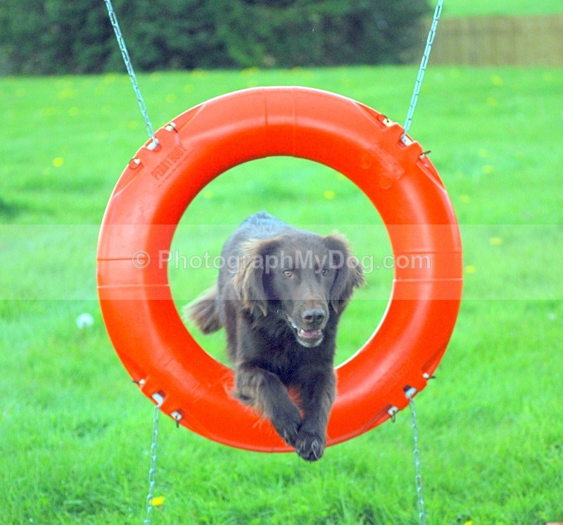  - Flatcoated Retrievers