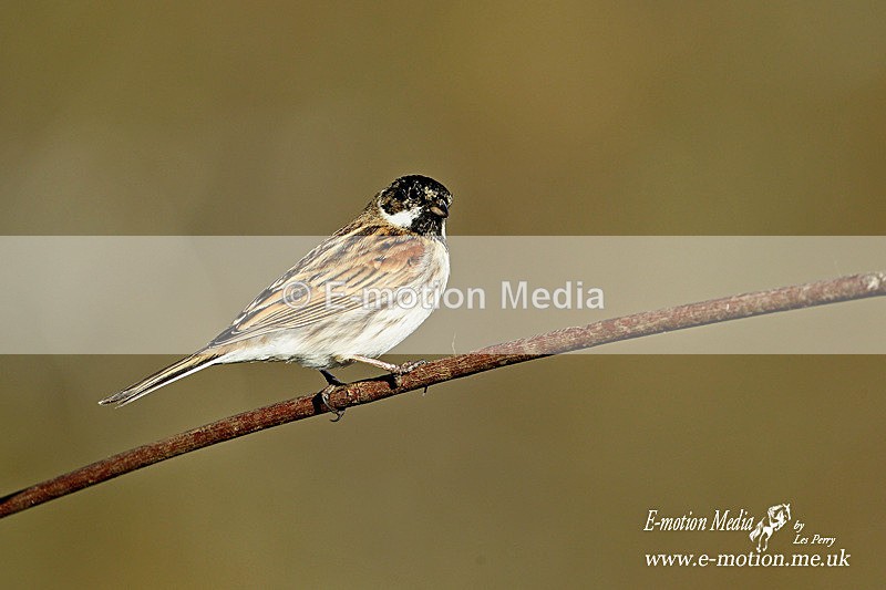 Reed Bunting M 100315 34a - Nature