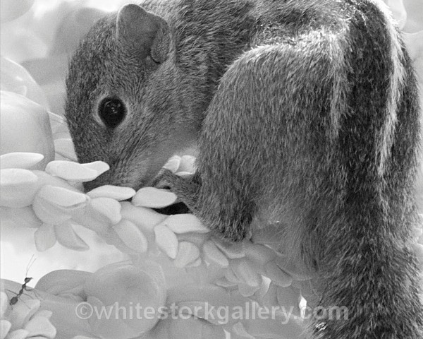 The Squirrel and the Ant - Wildlife and Animals