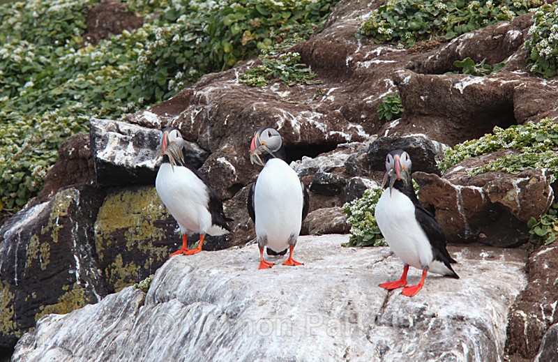 Nesting Puffins - Iceland