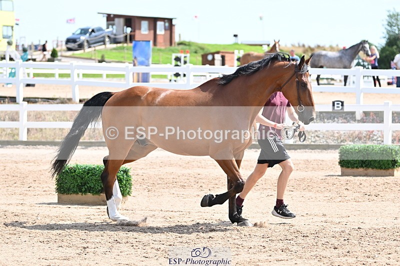 240717A-150313-02486 - Trot Up 3pm to 4pm