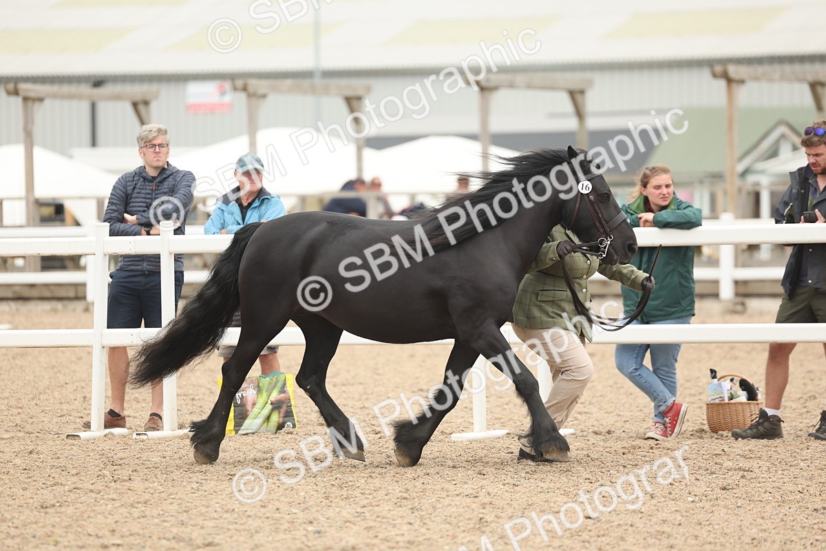 SBM_19249 - Class 317 - IH Pure Bred Horse-Pony