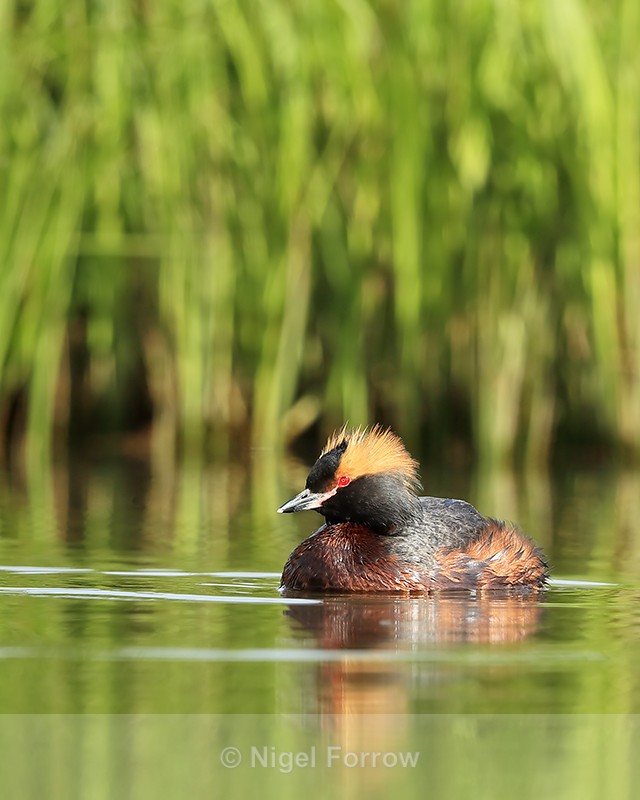 Slavonian Grebe, Lake Myvatn, Iceland - Slavonian Grebe