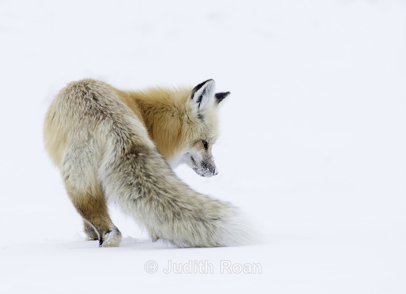 Red Fox Hunting - Yellowstone