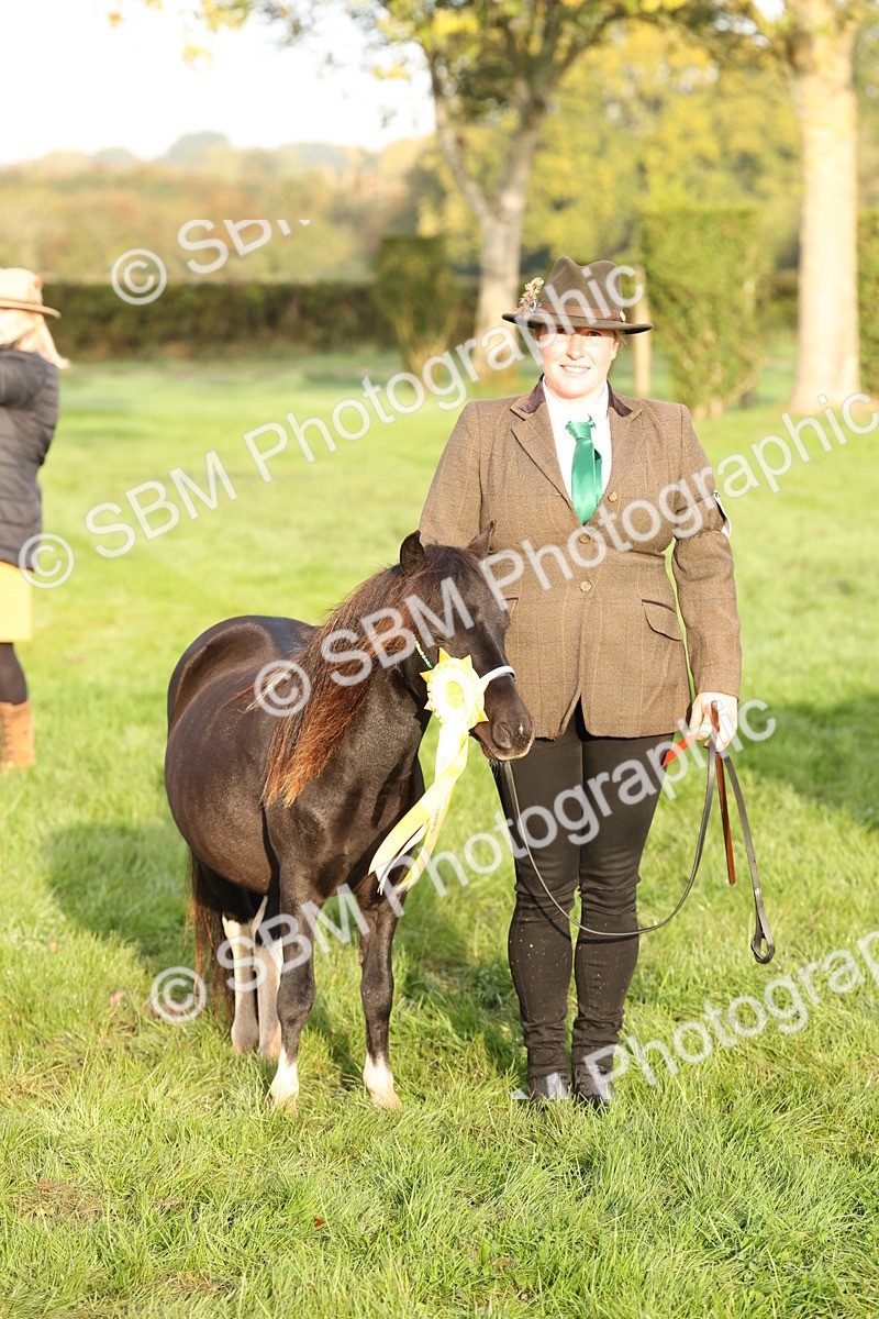 SBM_54455 - S51 - Foreign Breeds In Hand