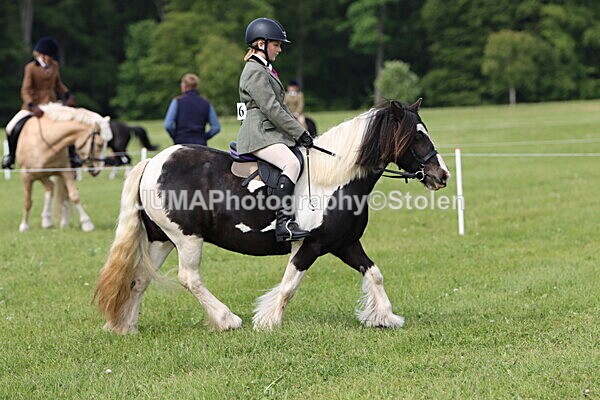 IMG_2399 - Working Hunter