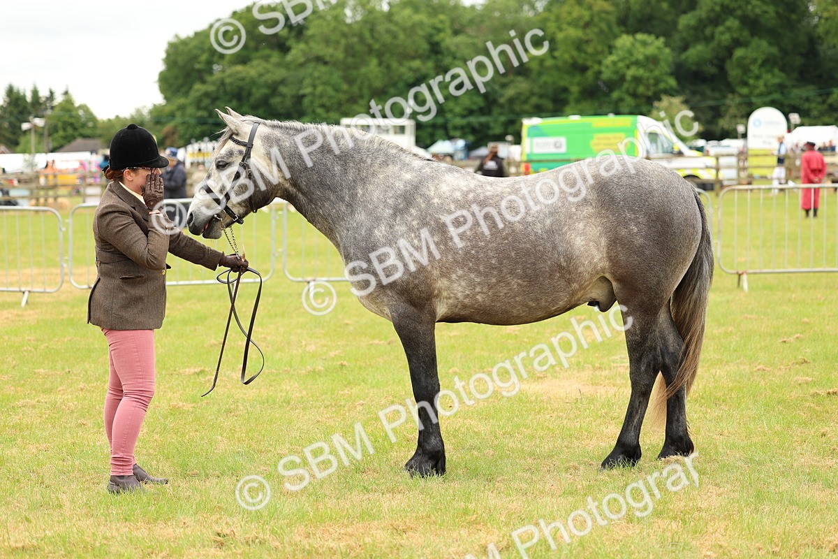 SBM_04053 - Class 64-67 - Shetland Pony In Hand