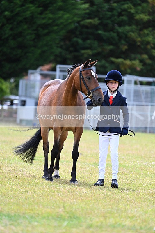 WJ7_6623 - Class 5 Handsome Gelding in hand