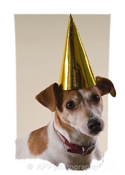  - Dogs'n'Cats