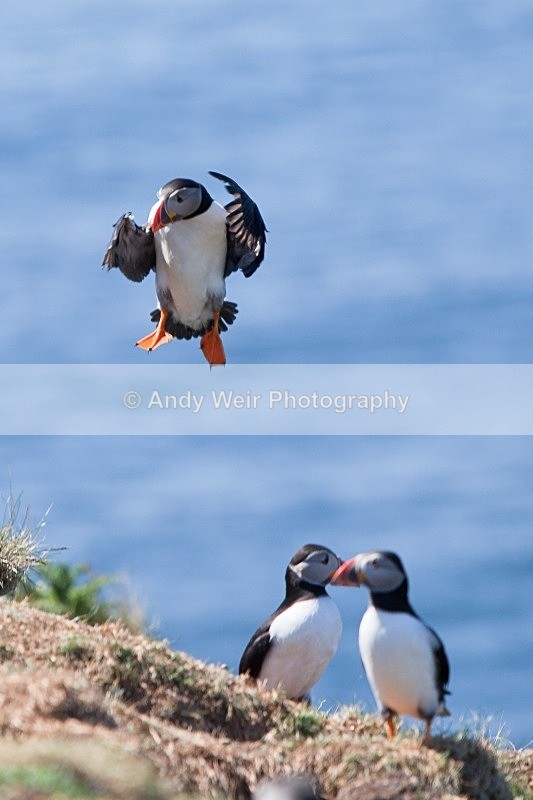 20120531-_MG_0018 - Puffin