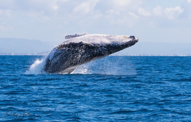 Whale Boat 4
