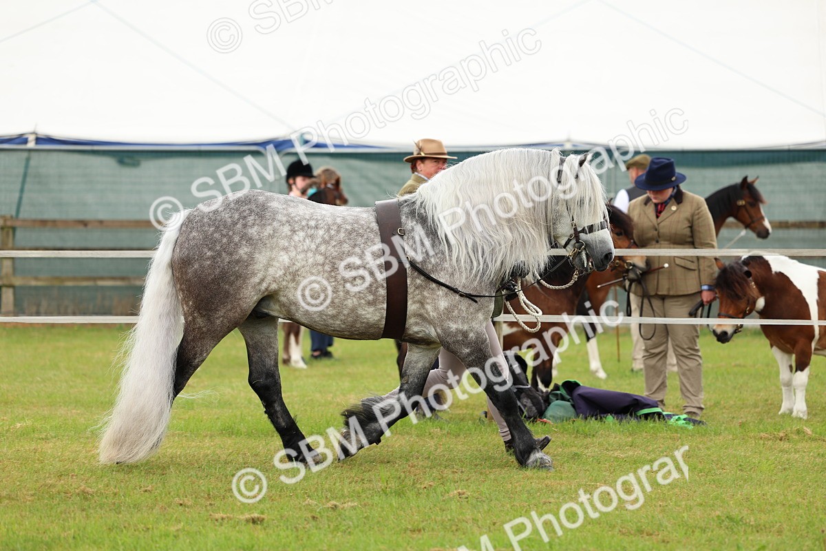 SBM_00508 - Class 58-67 - M&M Non Welsh Pony In hand