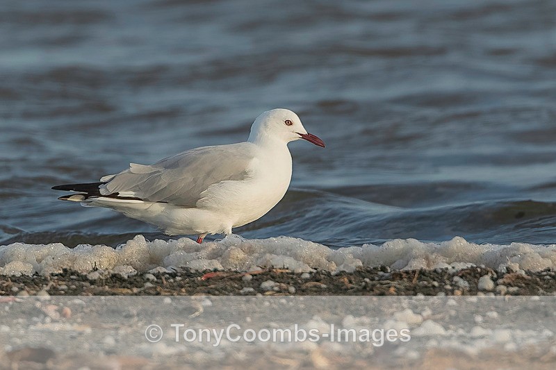 Grey-headed Gull - The Skeleton Coast