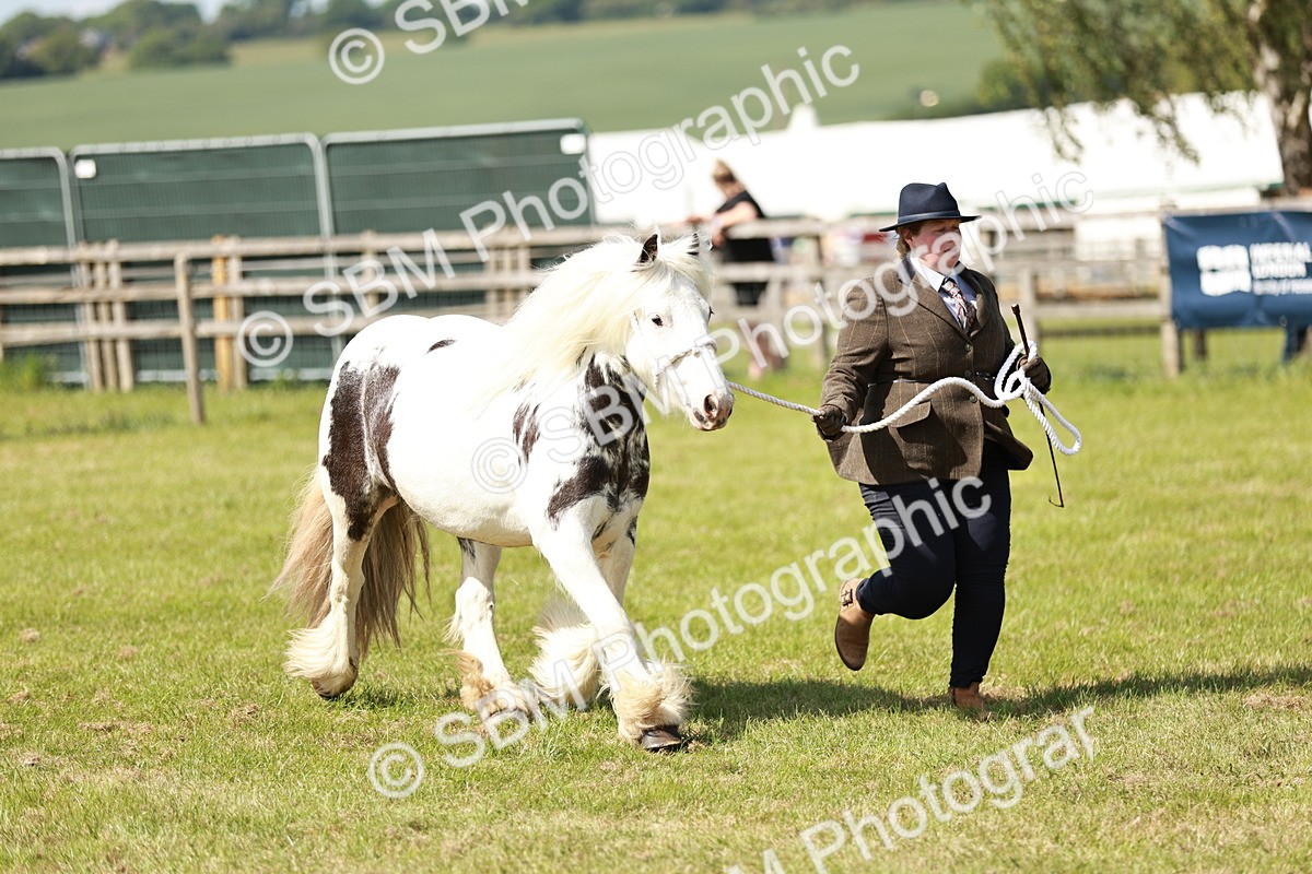 SBM_08625 - Class 63-65 - Traditional Gypsy Cobs In Hand & Ridden