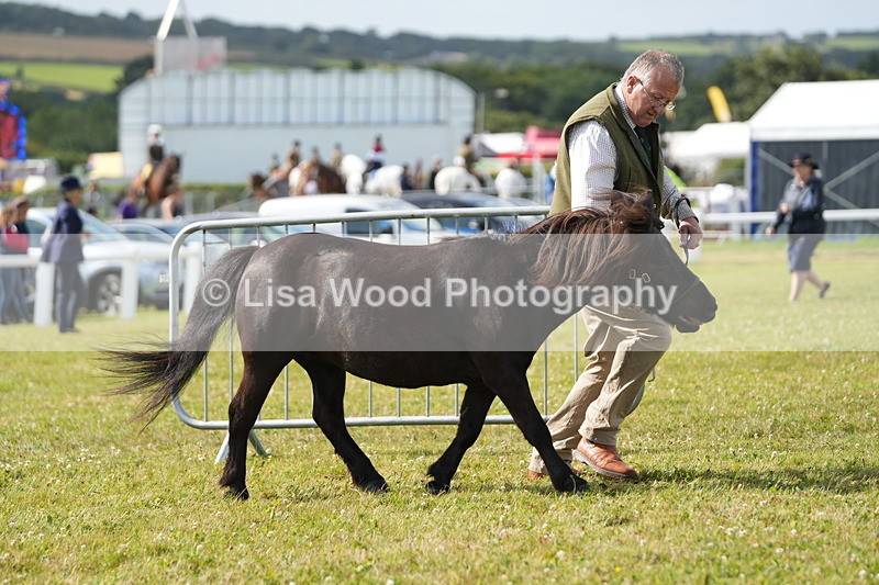 DSC05263 - Class 49: NPS Shetland 4 years and over