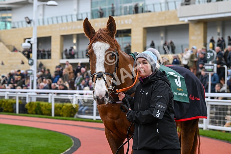 171124-Race 1-Paddock-Whimsy-2499 - Race 1