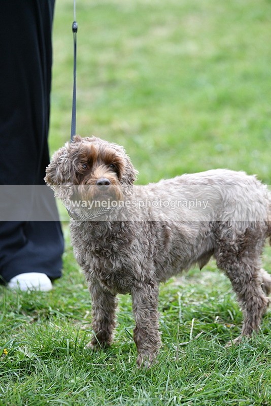 WJ5_9366 - Class 1 Best Cross Breed / Heniz 57