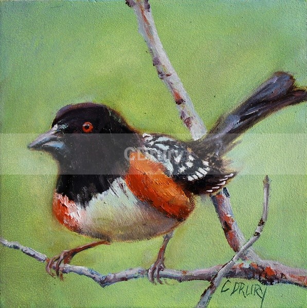 Towhee - Alchemy Artist Coop