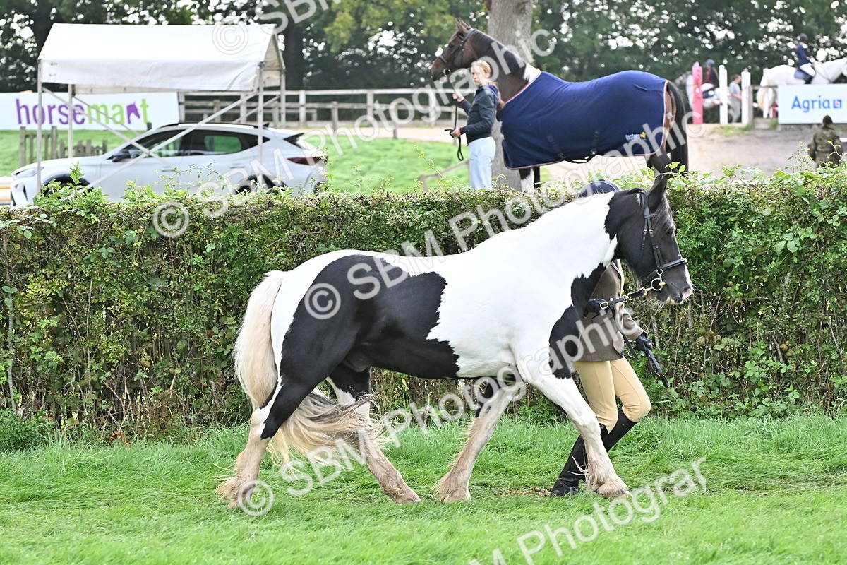 SBM_56885 - S45 - Coloured Pony In Hand