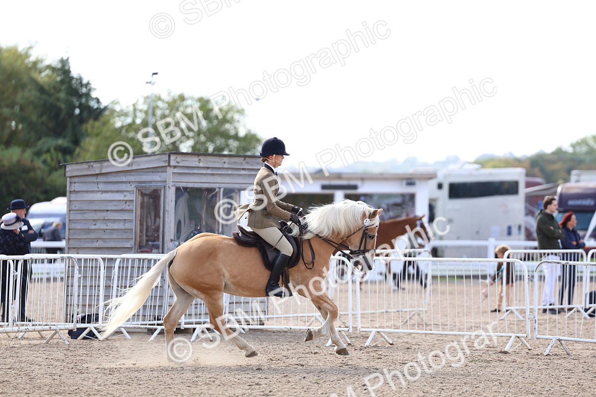 SBM_10882 - Class 305 - Ridden Foreign Breeds - Pure Bred