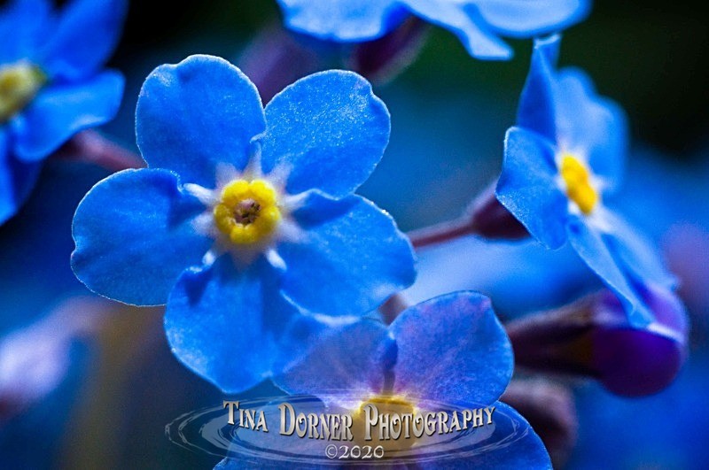 Forget-me-nots. Macro Photo.  Plant and Flower Portfolio by Tina Dorner Photography. Forest of Dean & Wye Valley