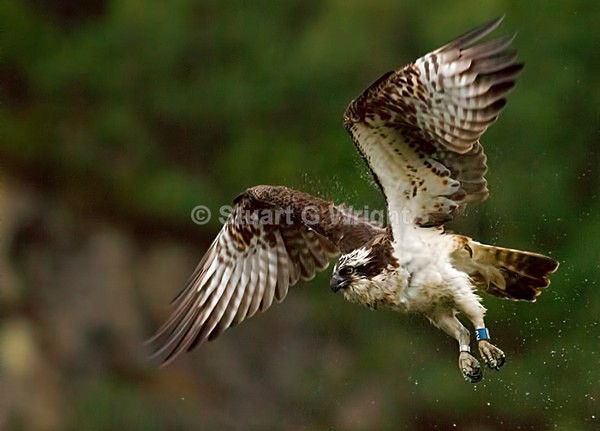 18 - Wild Birds of Prey Inc. Owls