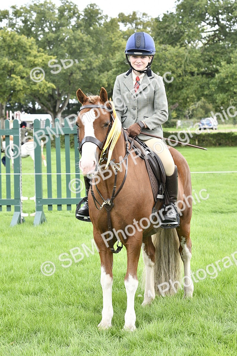 SBM_38303 - S31 - Novice & Newcomer Working Hunter Pony
