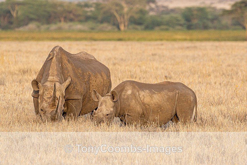 Black Rhino & calf - Lewa ~ Other Mammals