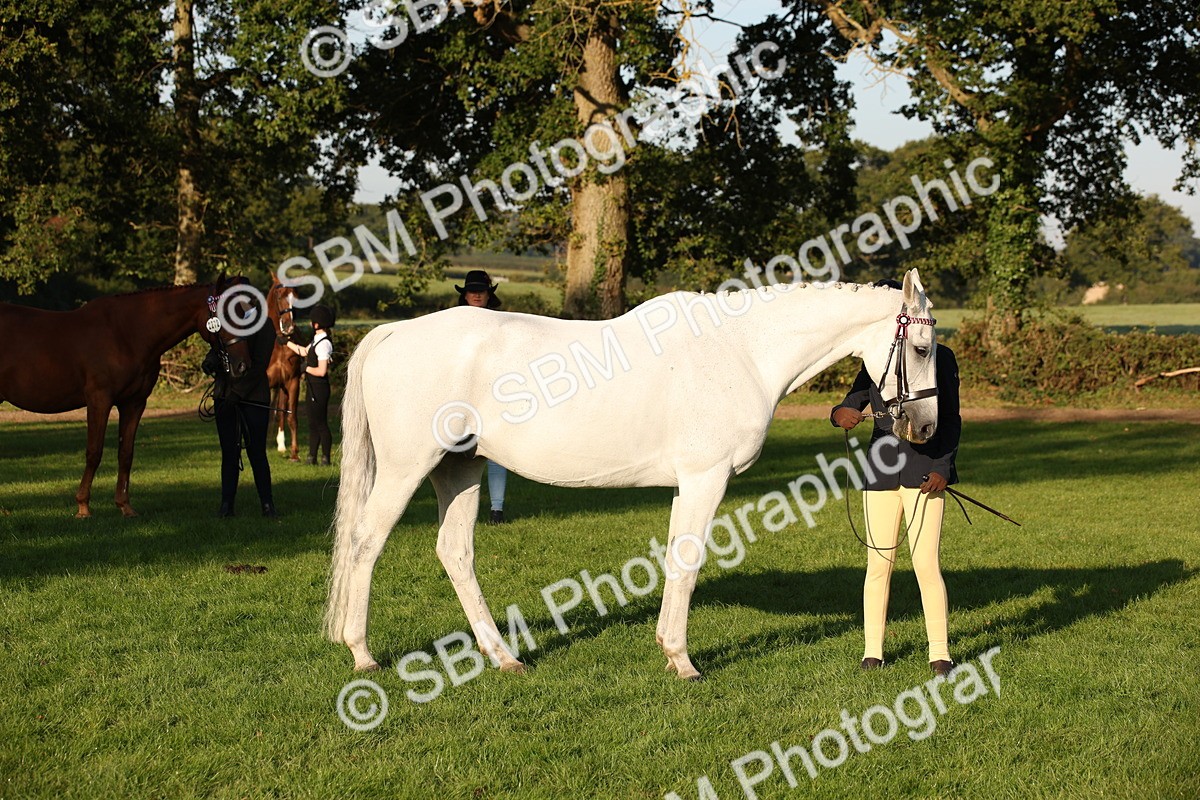 SBM_57571 - S50 - Foreign Breeds In Hand