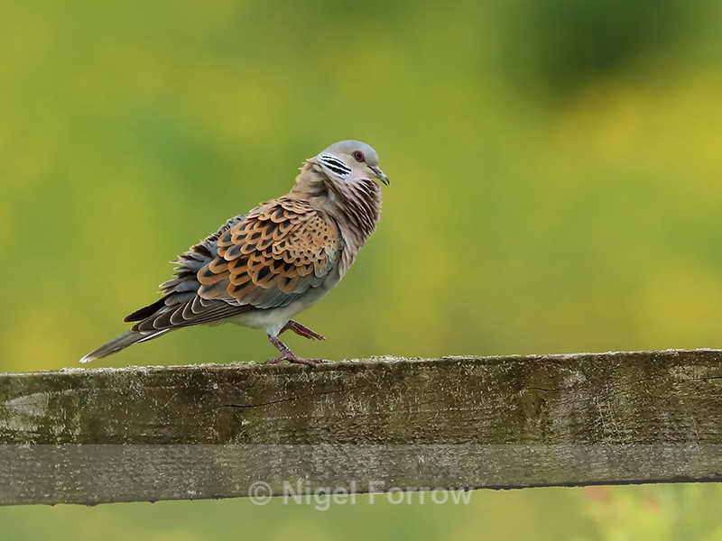 Turtle Dove displaying, Otmoor RSPB - Turtle Dove