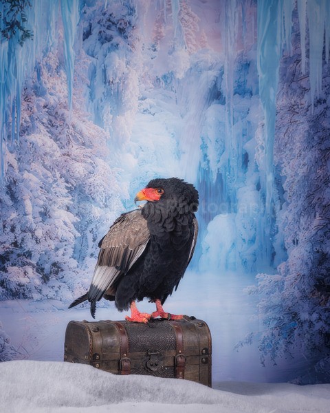 wow studio day dec-39 - Birds of Prey