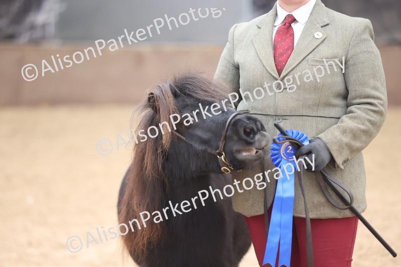 20251109-0351 - Class 13 - Mares 4 Years and Over