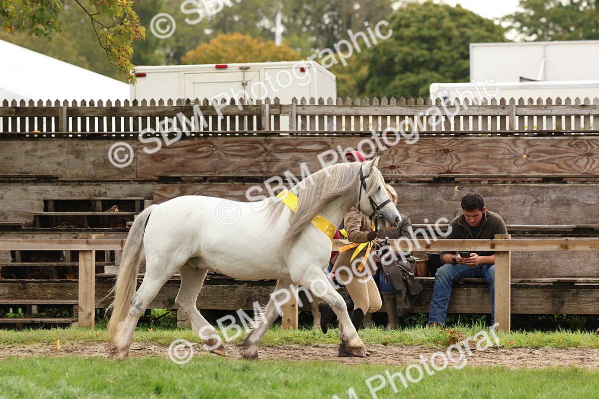 SBM_59767 - Start Supreme Championship