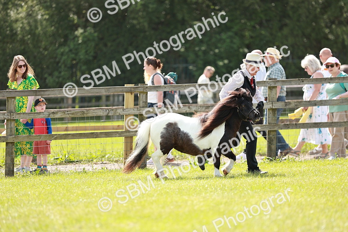 SBM_02501 - Class 14-23 - Mountain & Moorland In Hand Non Welsh