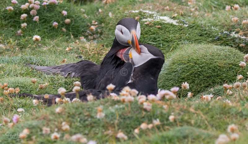 Puffen Fight 4 - Puffins