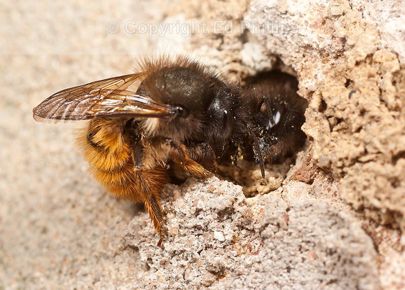 Osmia bicornis (f)