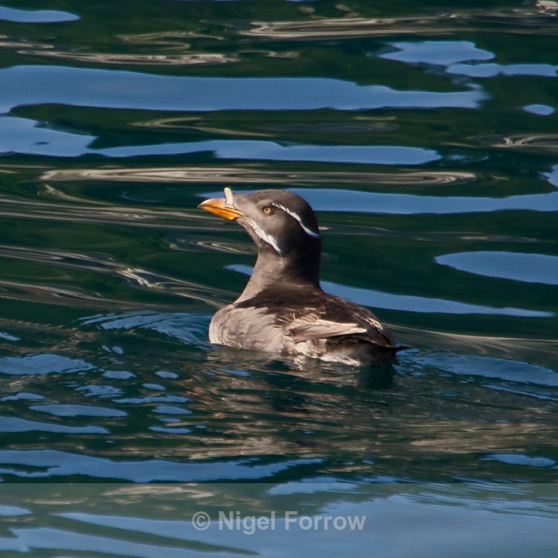 Rhinoceros Auklet swimming on the water in Resurrection Bay, Alaska - Rhinoceros Auklet