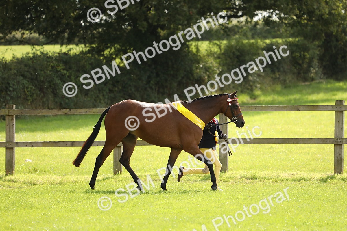 SBM_65641 - S48 - Show Pony & Show Hunter Pony In Hand
