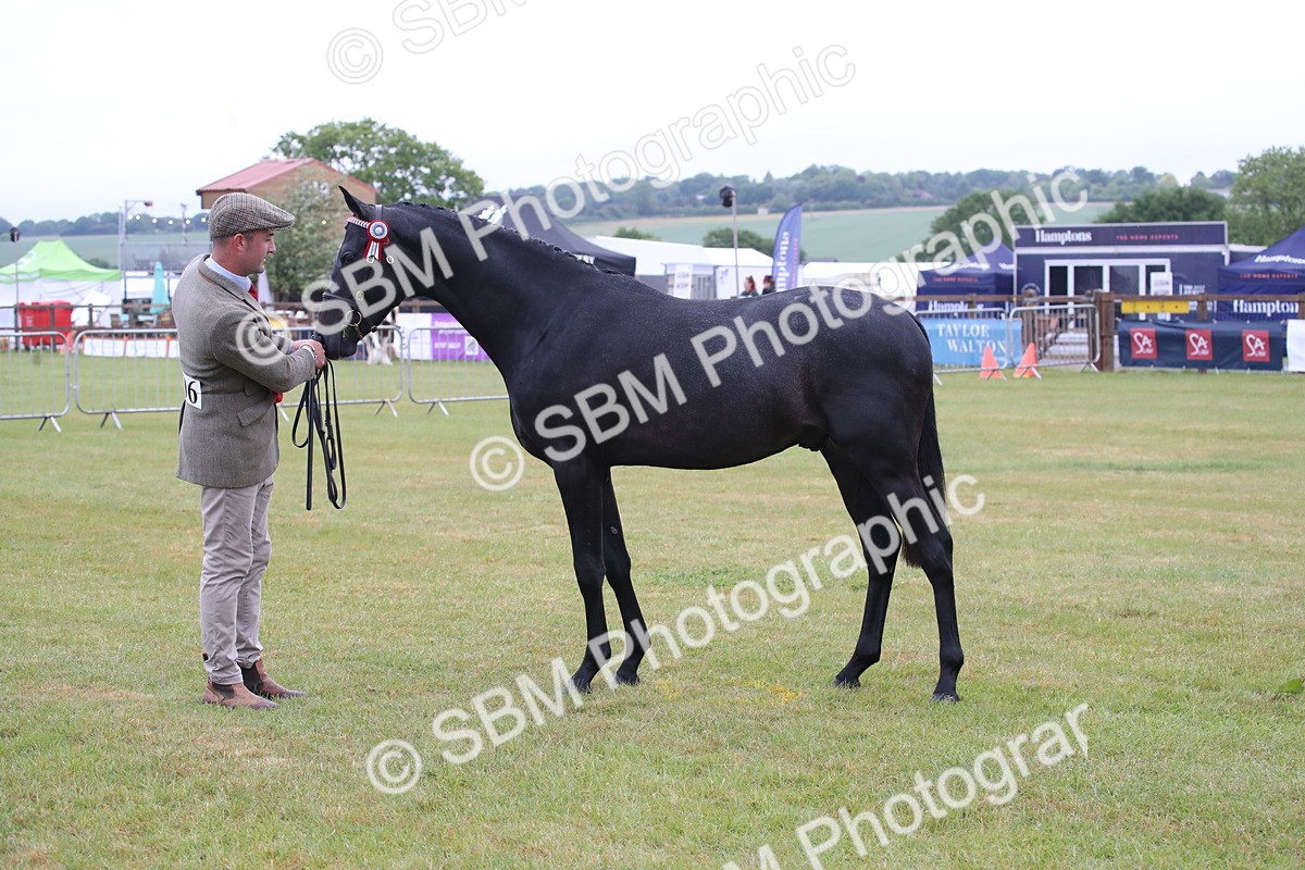 SBM_00086 - Class 17-20 - Arab & Part Bred - Anglo Arab In Hand