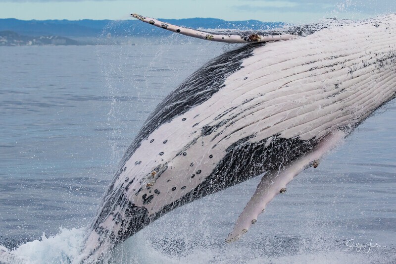0A3A6180. Breach in Glassy Water 6 - 2023 Whale Photos