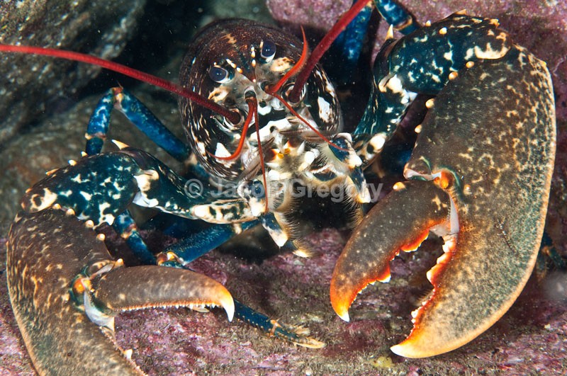 Homarus gammarus