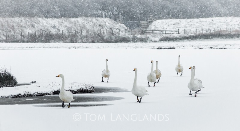 Whooper Swans - Swans and Geese