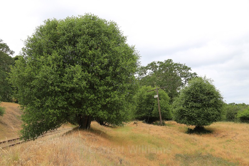 Telegraph pole - Abandoned Line