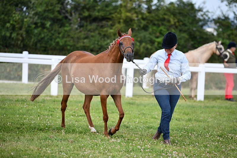 DSC_8502 - Class 69: Pure, Anglo & Part Bred In Hand Arab