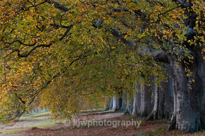 Beech Tree Avenue - Gallery 9