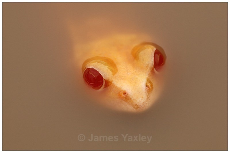 Alien Eyes - The British Wildlife Photography Awards 2009 to 2014