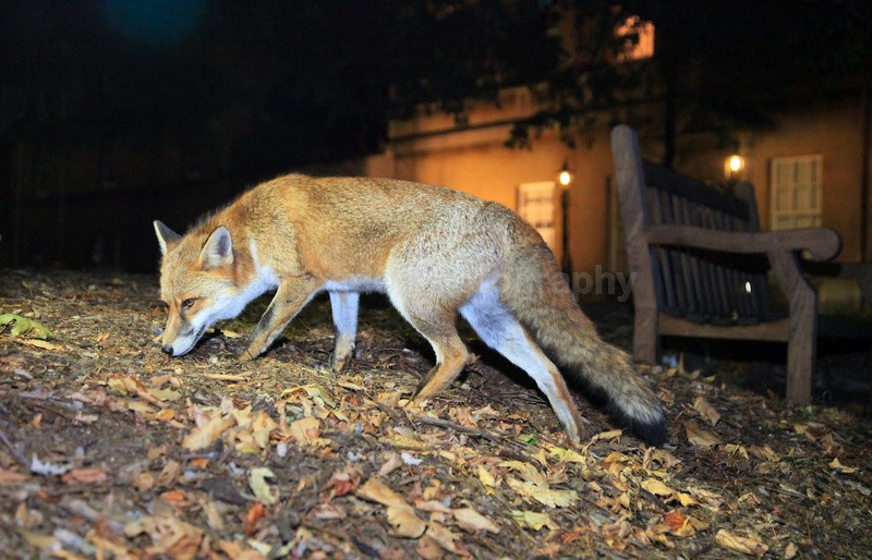 Urban Fox_Bristol_0239 - Urban Foxes, Bristol, Great Britain