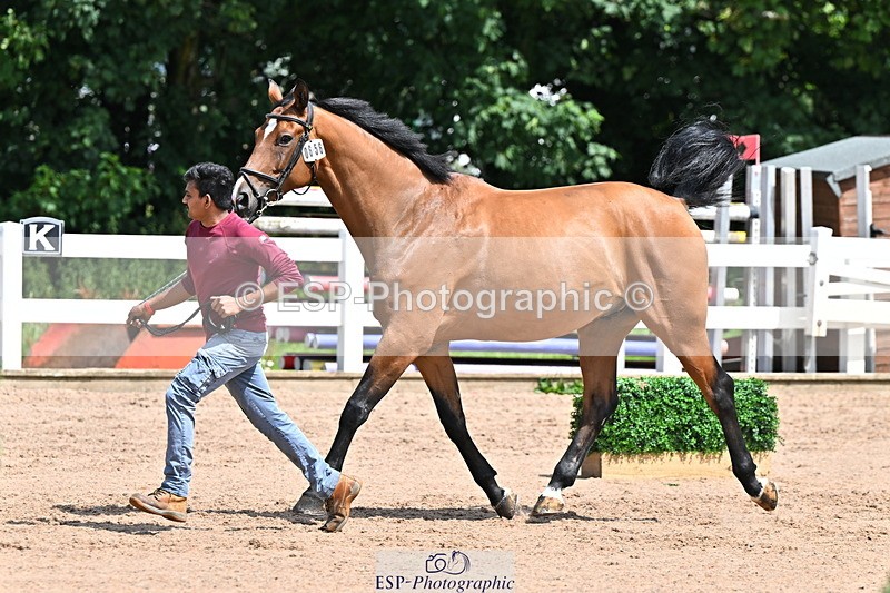 240718A-105246-01146 - Trot Up 12pm to 1pm