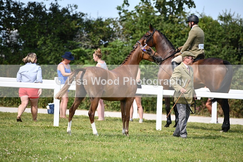 DSC_8279 - Class 68: Part Bred In Hand M & M