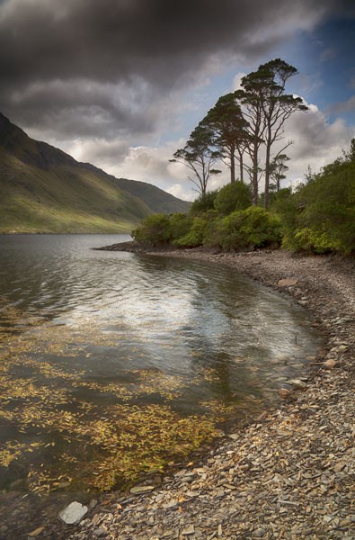 Doo Lough Tree.